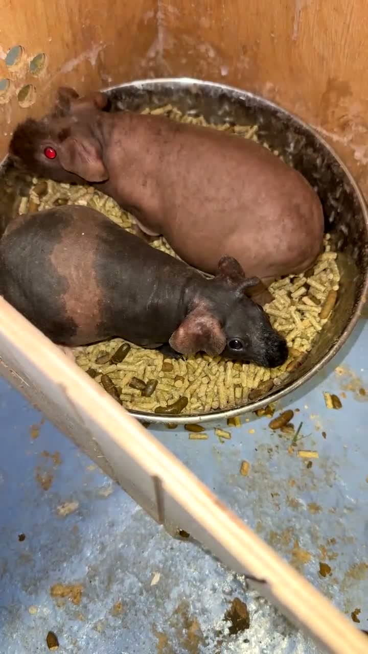 Guinea Pig rodents for sale: Skinny pigs for sale  - Video 4