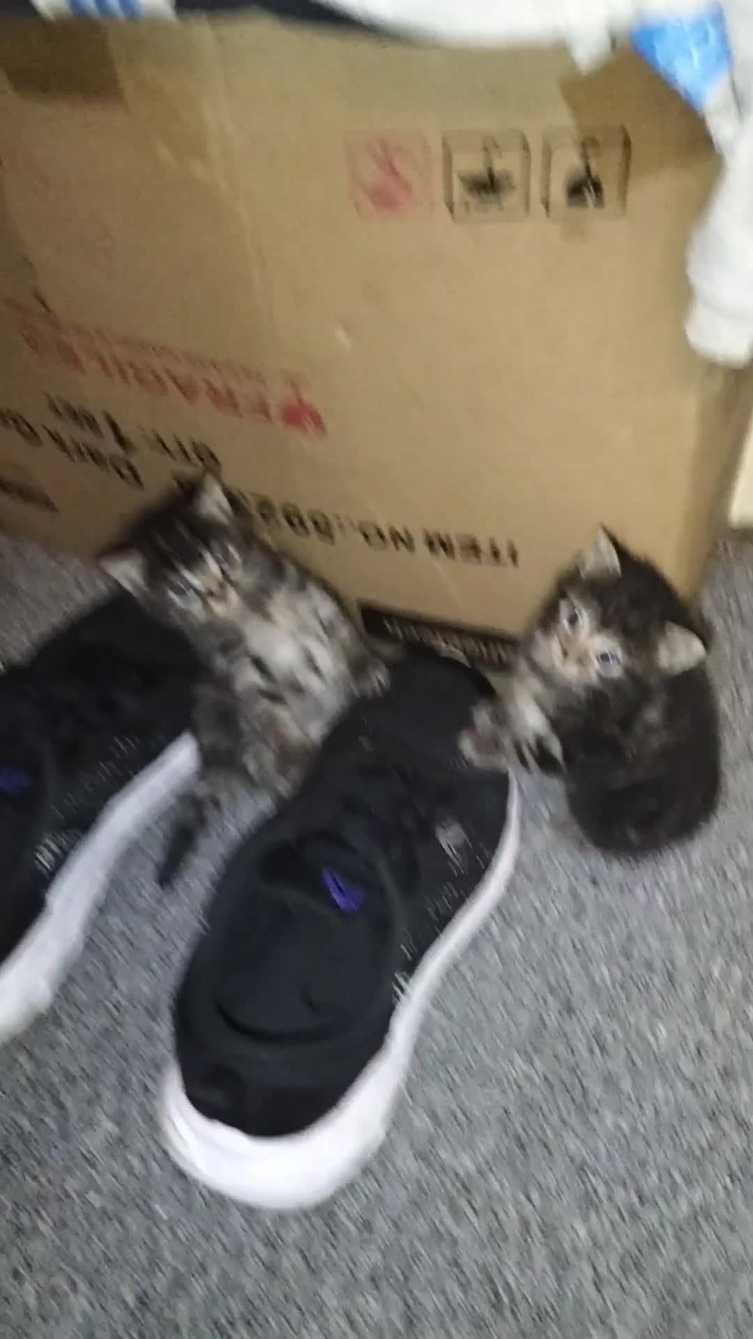 Mixed Breed cats for sale: 3 Beautiful Tabby fluffy Kittens - Video 4
