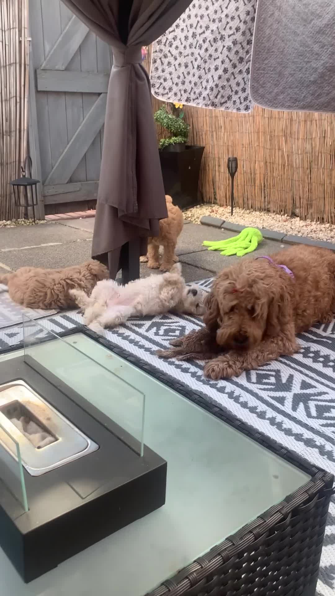 Double Doodle dogs for sale: Labradoodle  - Video 2