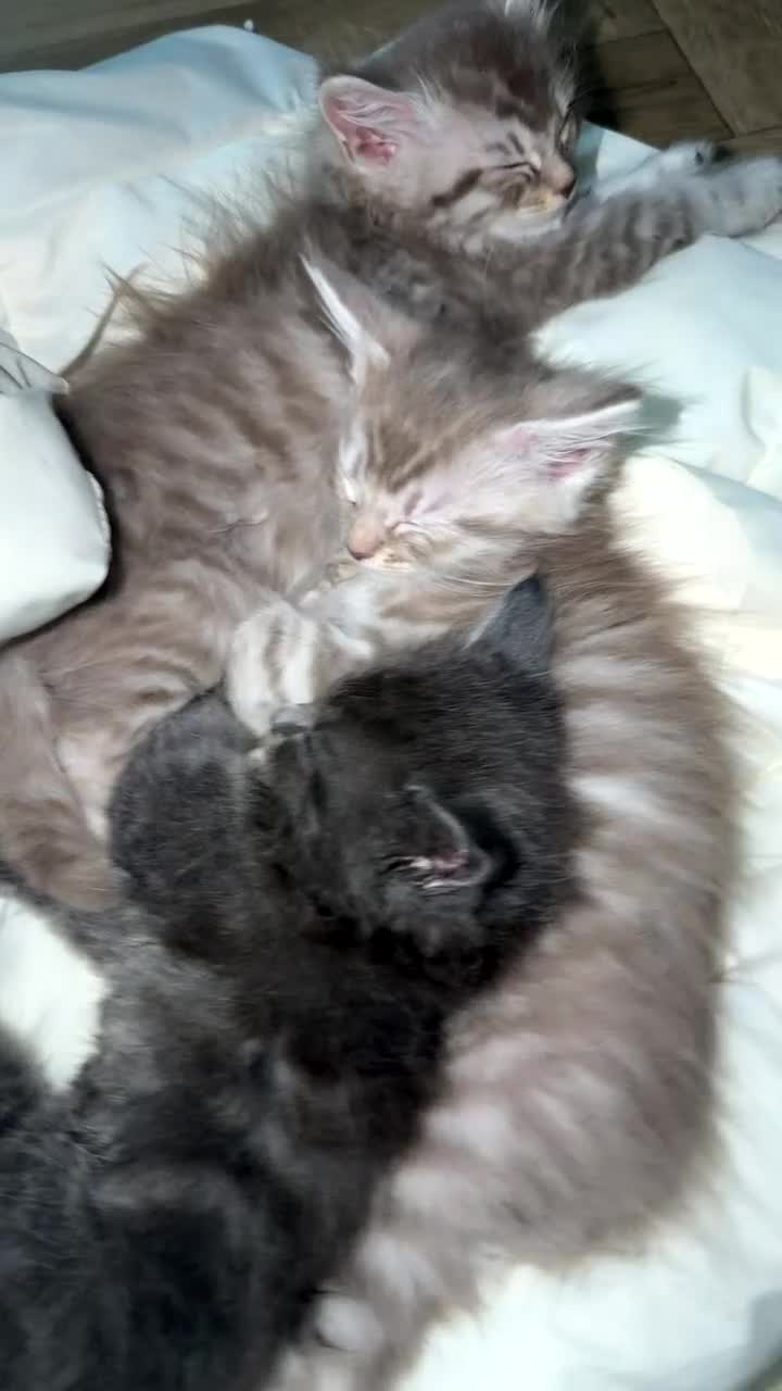 Maine Coon cats for sale: Maincoon kittens  - Video 1