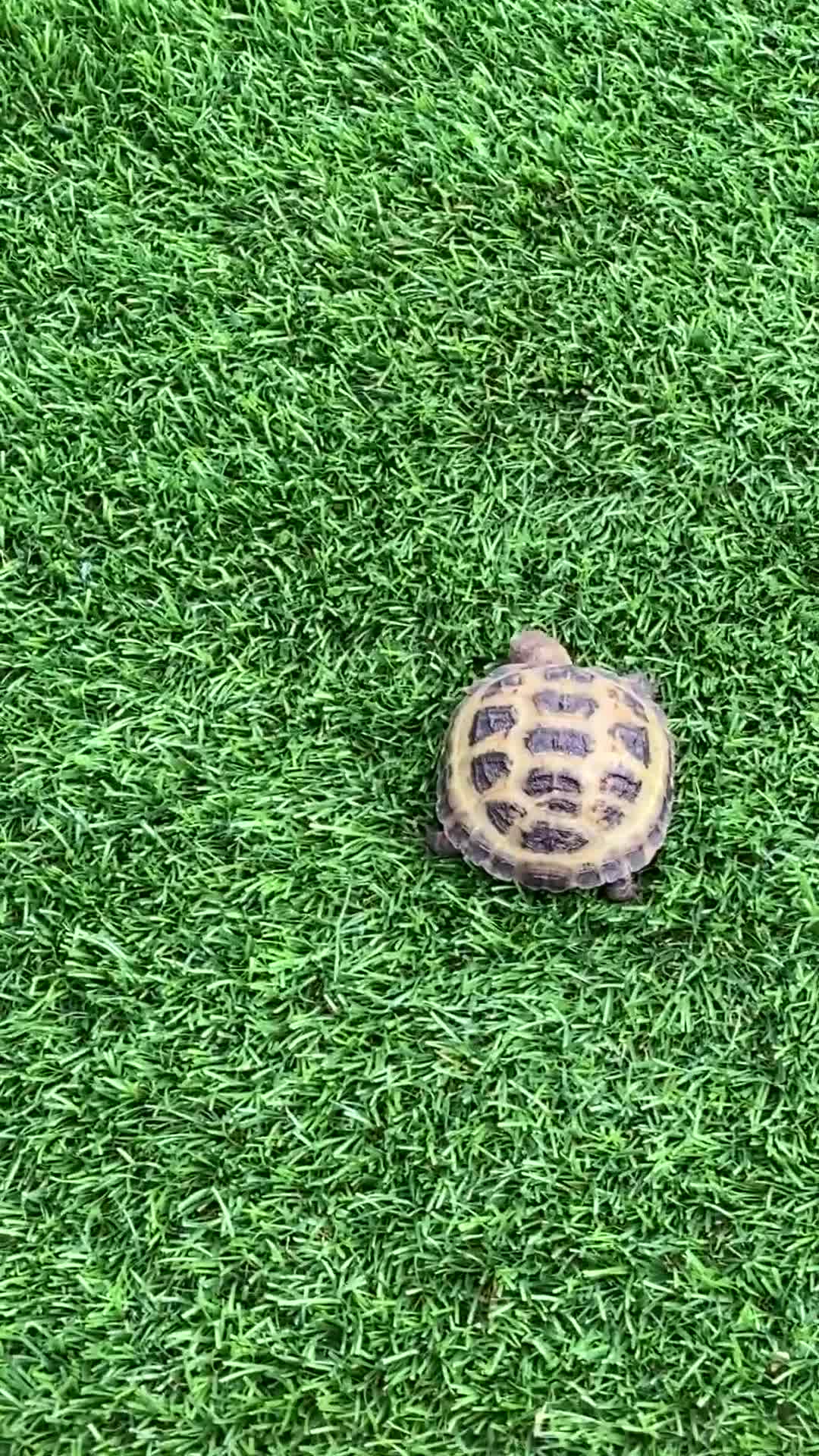 Tortoise reptiles for sale: Corey - Horsfield’s tortoise  - Video 1