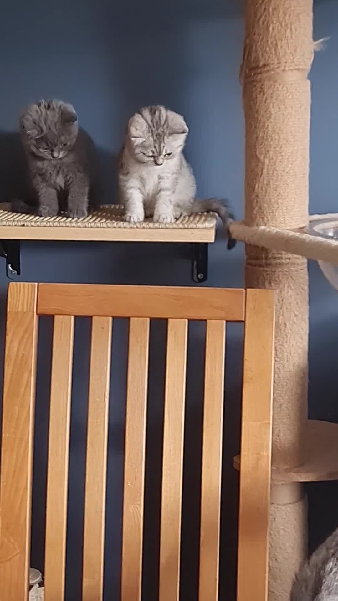 Scottish Fold cats for sale: Scottish Fold Kittens  - Video 1