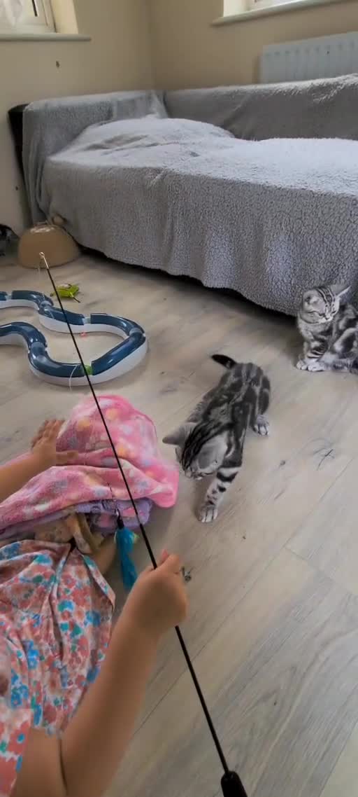 British Shorthair cats for sale: Ready to collect, British Shorthair Silver Tabby in Rochester - Video 2