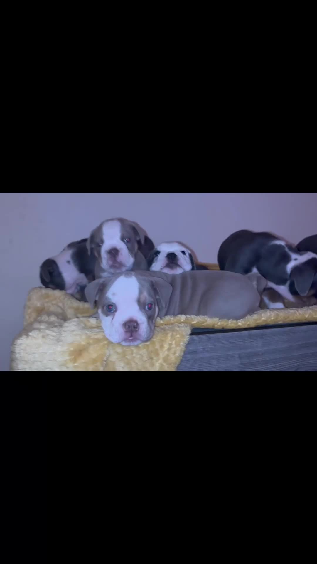 Olde English Bulldogge dogs for sale: Olde English bulldogs puppies  - Video 3
