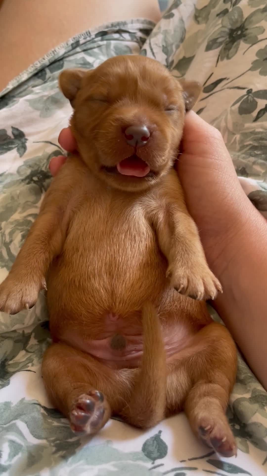 Goldador dogs for sale: Goldador puppies have arrived!  - Video 1