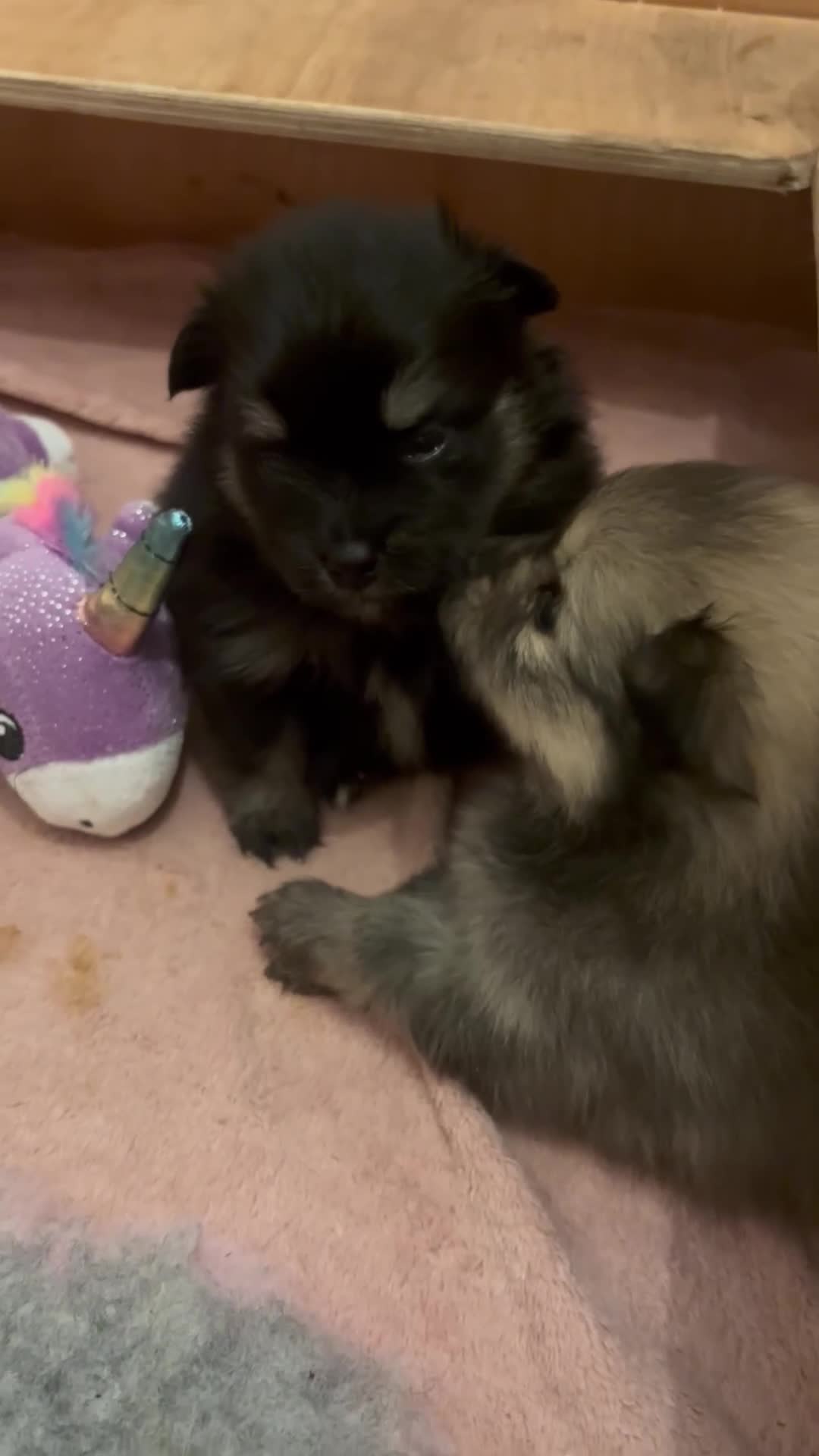 Pomeranian dogs for sale: Pomeranian puppy’s for sale - Video 3