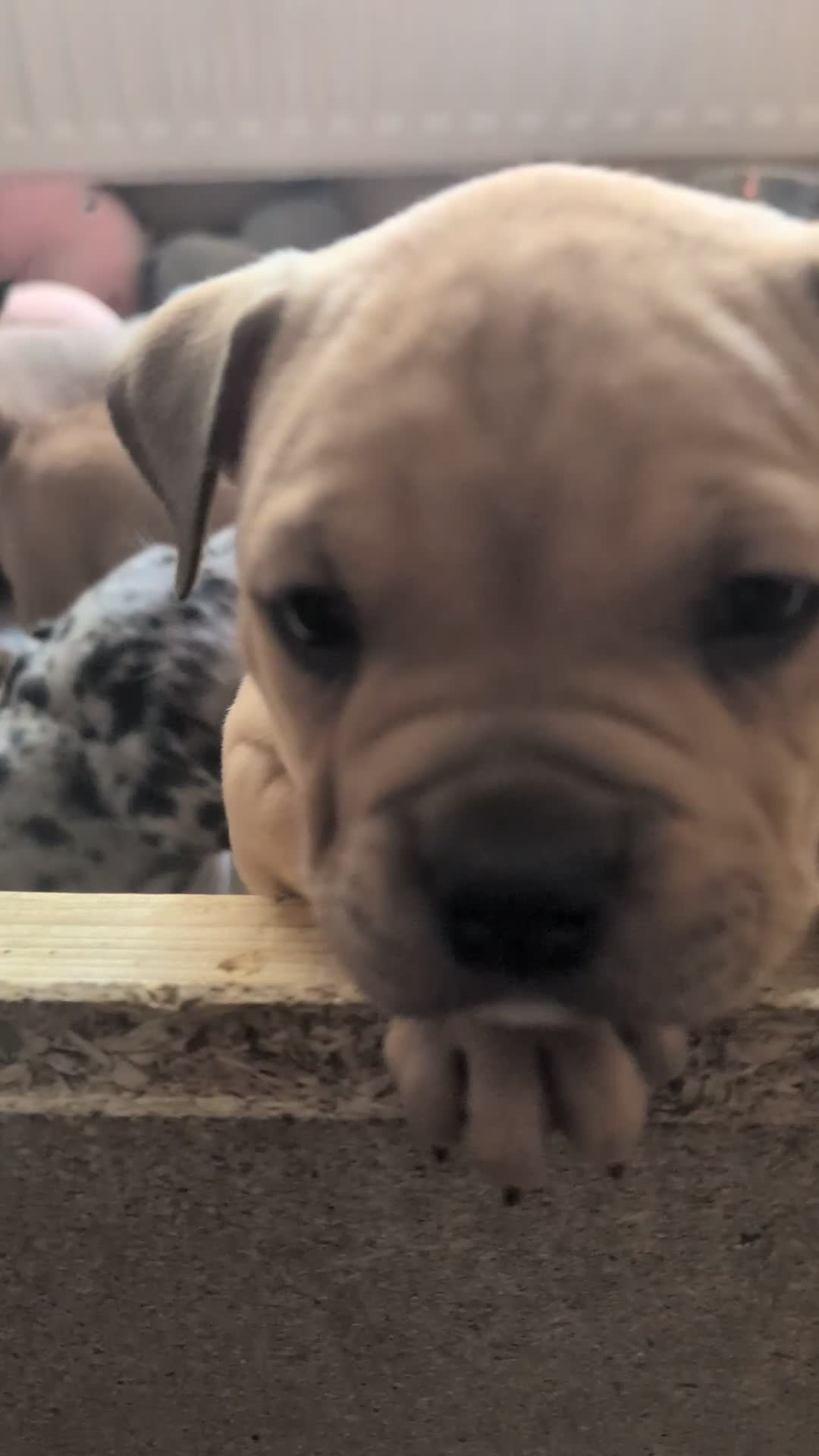 Mixed Breed dogs for sale: Beautiful pups with stunning markings  - Video 2