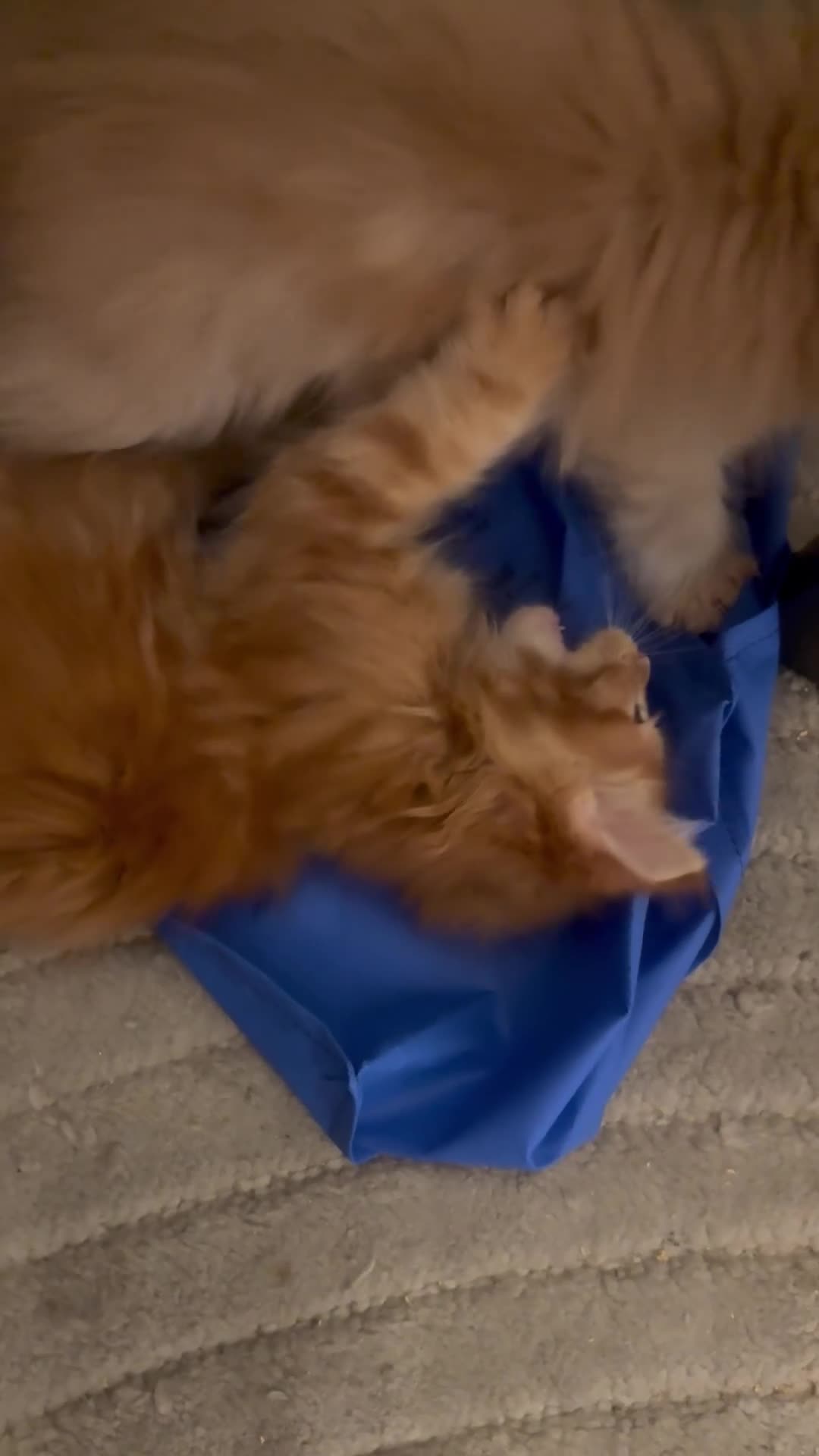 Maine Coon cats for sale: Pedigree Maine coon - Video 1
