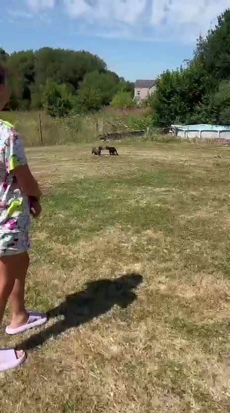 Doxiepoo dogs for sale: Beautiful mini Daxi Poos  - Video 1