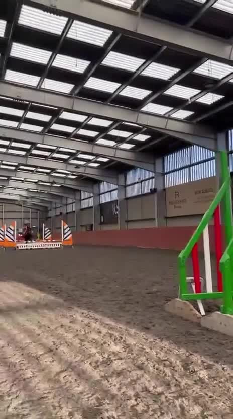 Arabian horse horses for sale: Part Bred 14.2hh Arab alrounder - Video 1