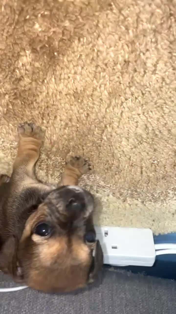 Jug dogs for sale: Reggie  - Video 1