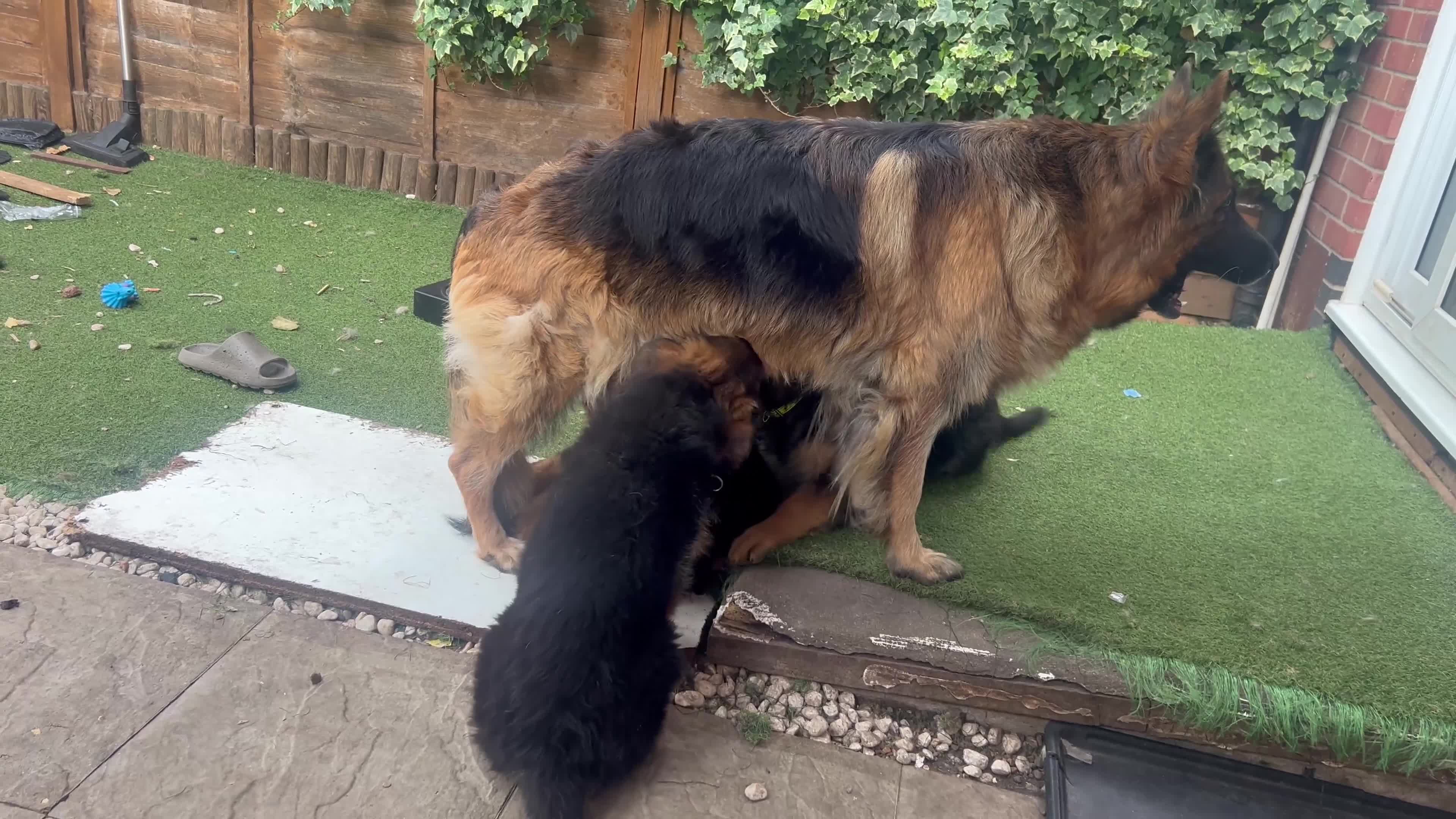 German Shepherd dogs for sale: Czech long hair German shepherd  - Video 2