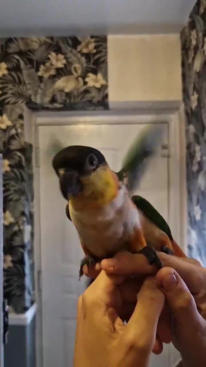 Parrots birds for sale: Caiques  - Video 1