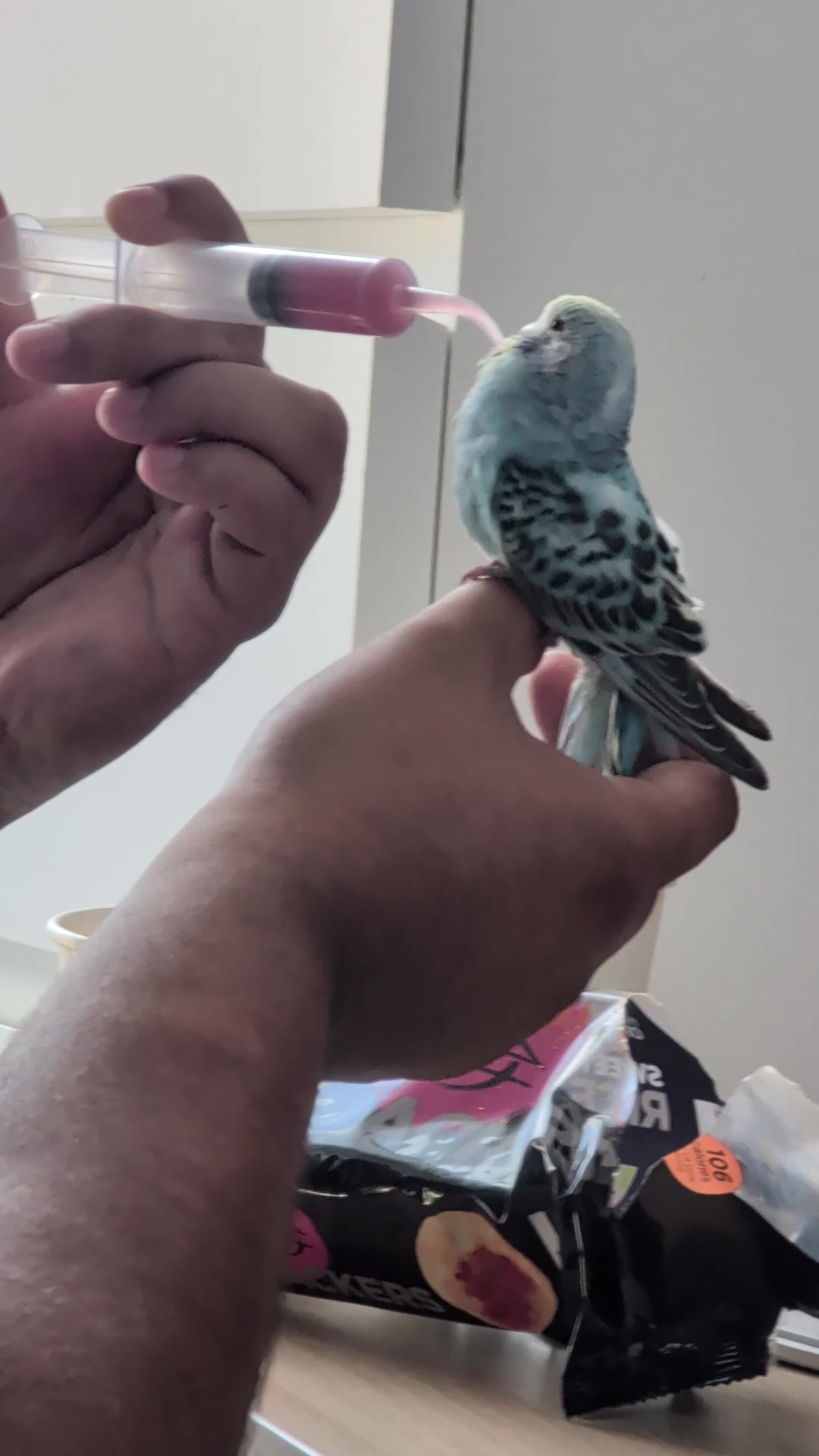 Budgerigars birds for sale: 🐦 Beautiful Baby Budgies Available! - Video 1