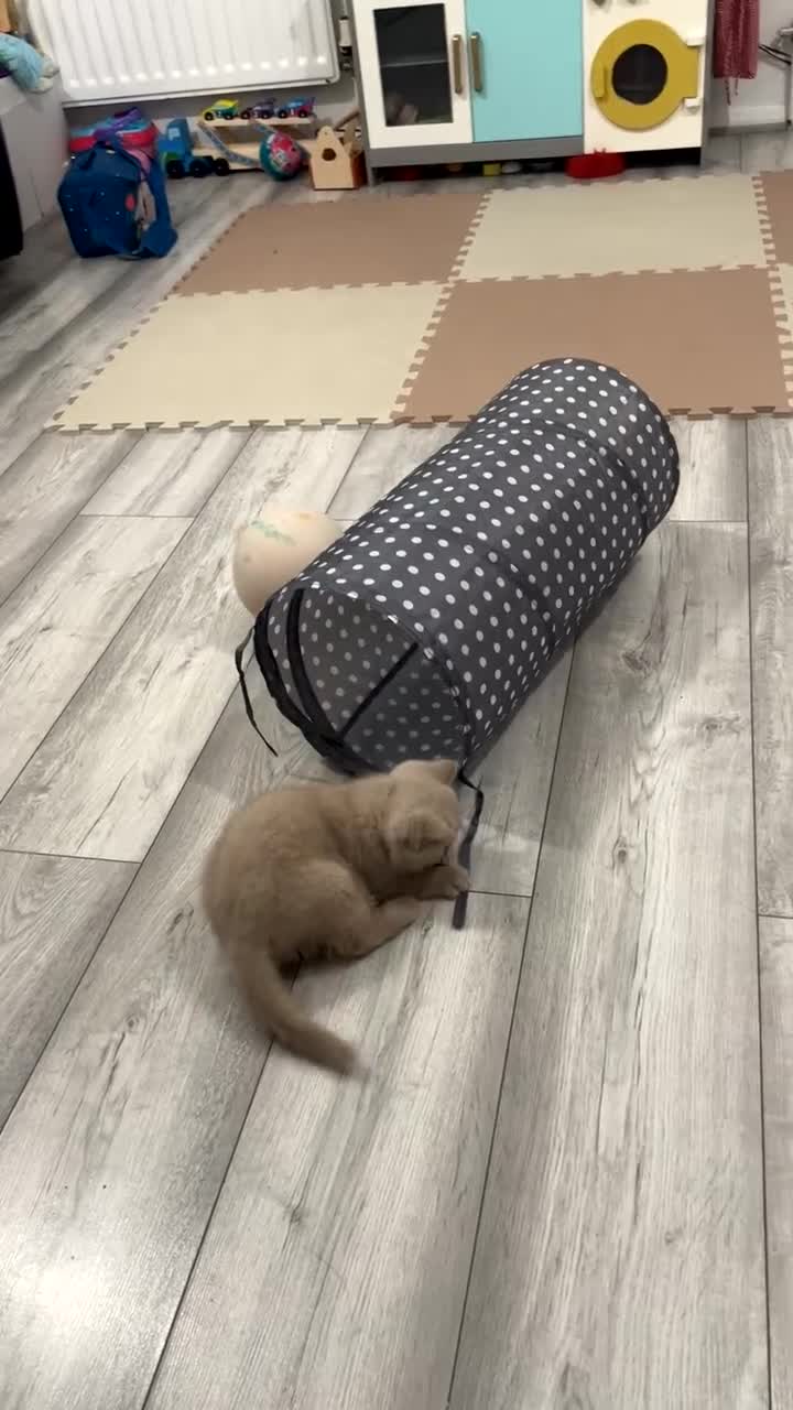 British Shorthair cats for sale: Adorable British Shorthair (Lilac/Fawn) - Video 2
