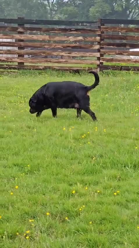 Rottweiler dogs for sale: 5 Generation pedigree  in Lanark - Video 1