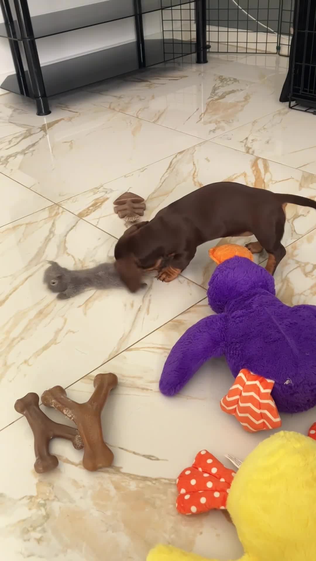 Miniature Dachshund dogs for sale: Female dachshund  in Maidstone - Video 1