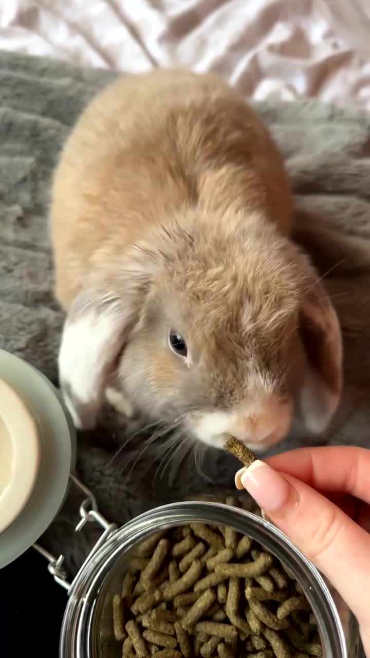 Mini Lop rabbits for sale: rabbit for sale  - Video 1