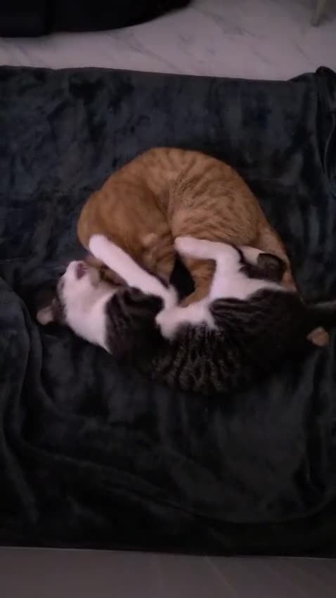 Mixed Breed cats for adoption: FREDERICK & RUPERT HEALTHY NEUTERED MICROCHIPPED  - Video 1