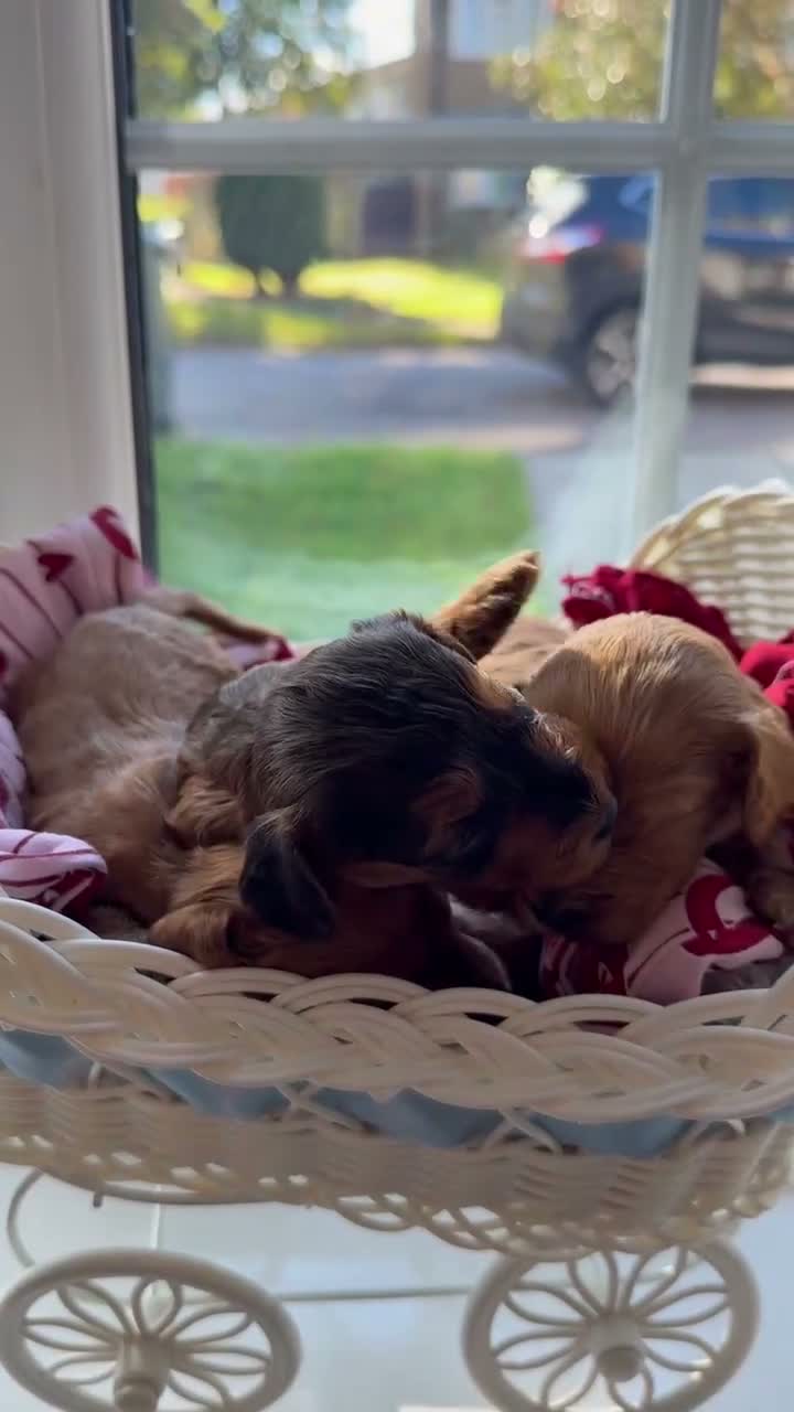 Cockapoo dogs for sale: beautiful f1 cockapoo’s - Video 1