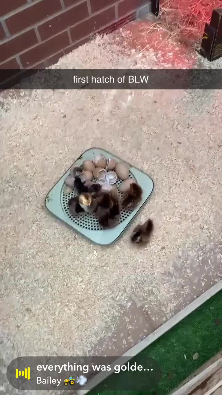 Chickens poultry for sale: GOLD LACED BARNEVELDER HATCHING EGGS  in Llanelli - Video 1