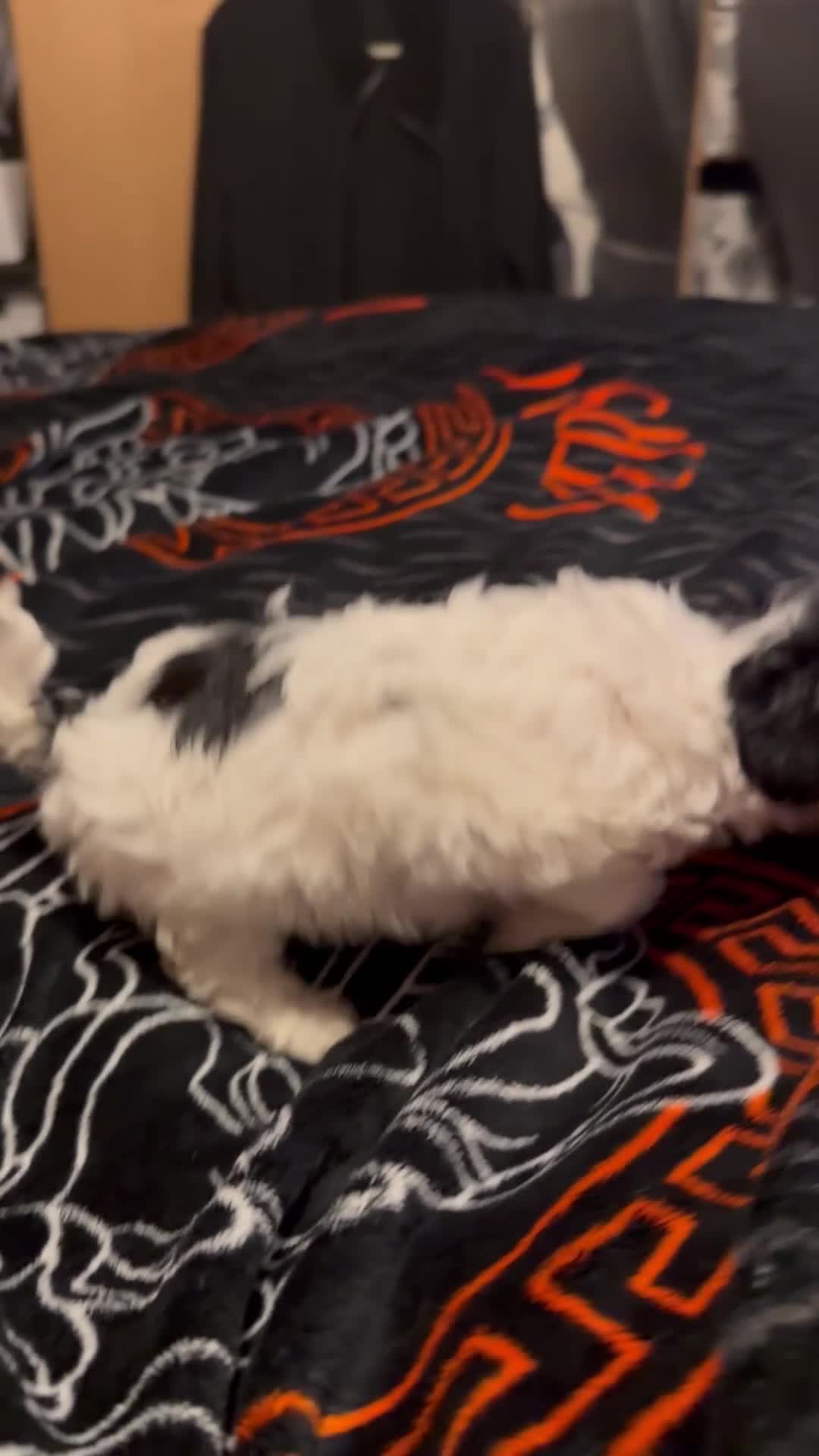 Maltipoo dogs for sale: TINY MALTIPOOS - Video 1