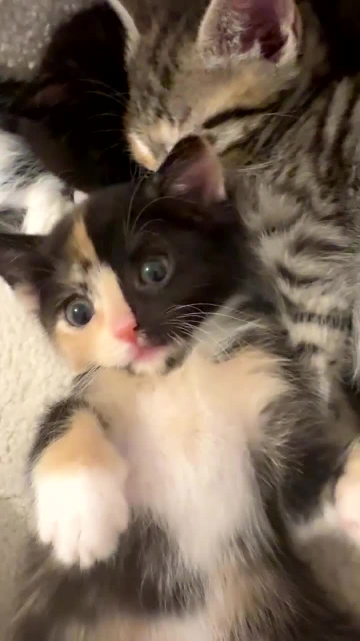 Mixed Breed cats for sale: Unique calico kitten - Video 2