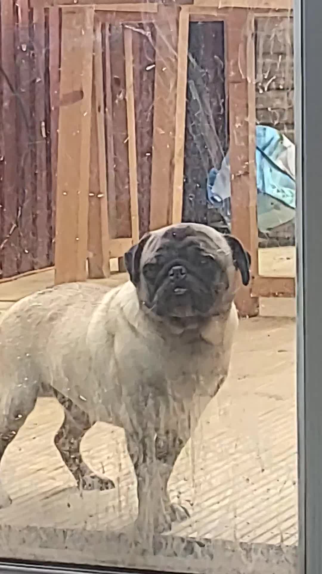 Pug dogs for sale: Gizzy - Video 1