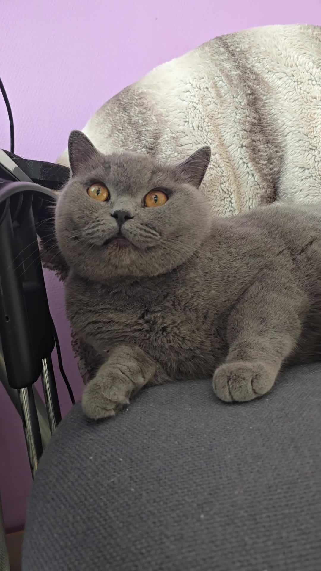 British Shorthair cats for sale: Amazing blue girl - Very high quality pedigree  - Video 1