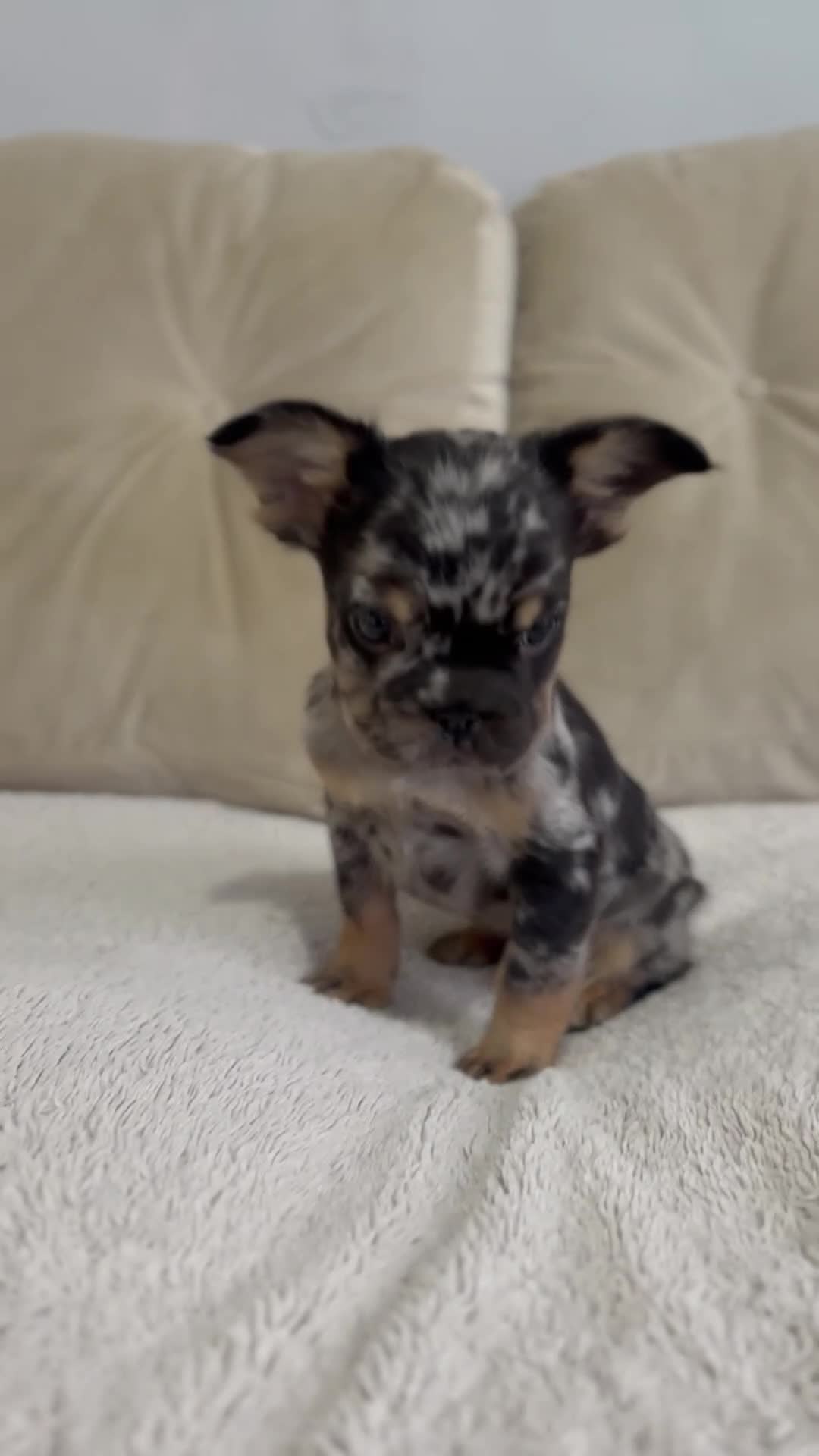 French Bulldog dogs for sale: *Full Fluffy KC Reg. Frenchie puppies* - Video 5