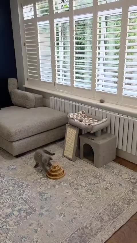 British Shorthair cats for sale: Blue British Shorthair ✨ chunky teddy bear kittens - Video 2