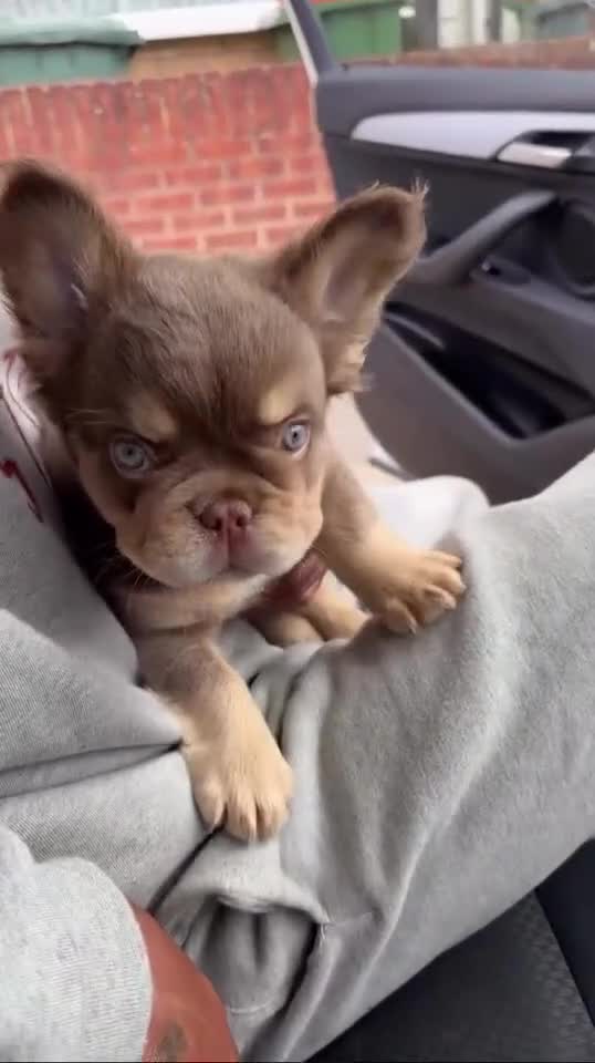 French Bulldog dogs for stud: Proven Full Fluffy Rojo Merle Fertility Work Inclu - Video 1