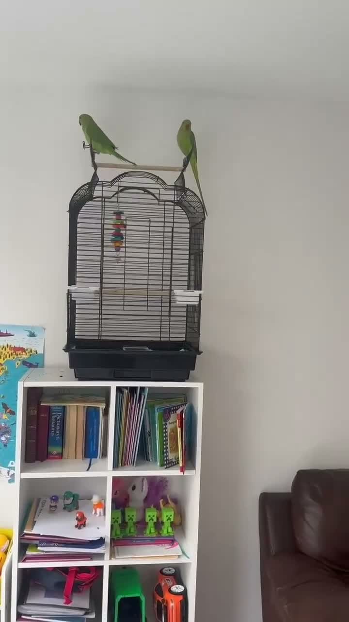 Parrots birds for sale: Male and Female Pair Parrot in London - Video 1
