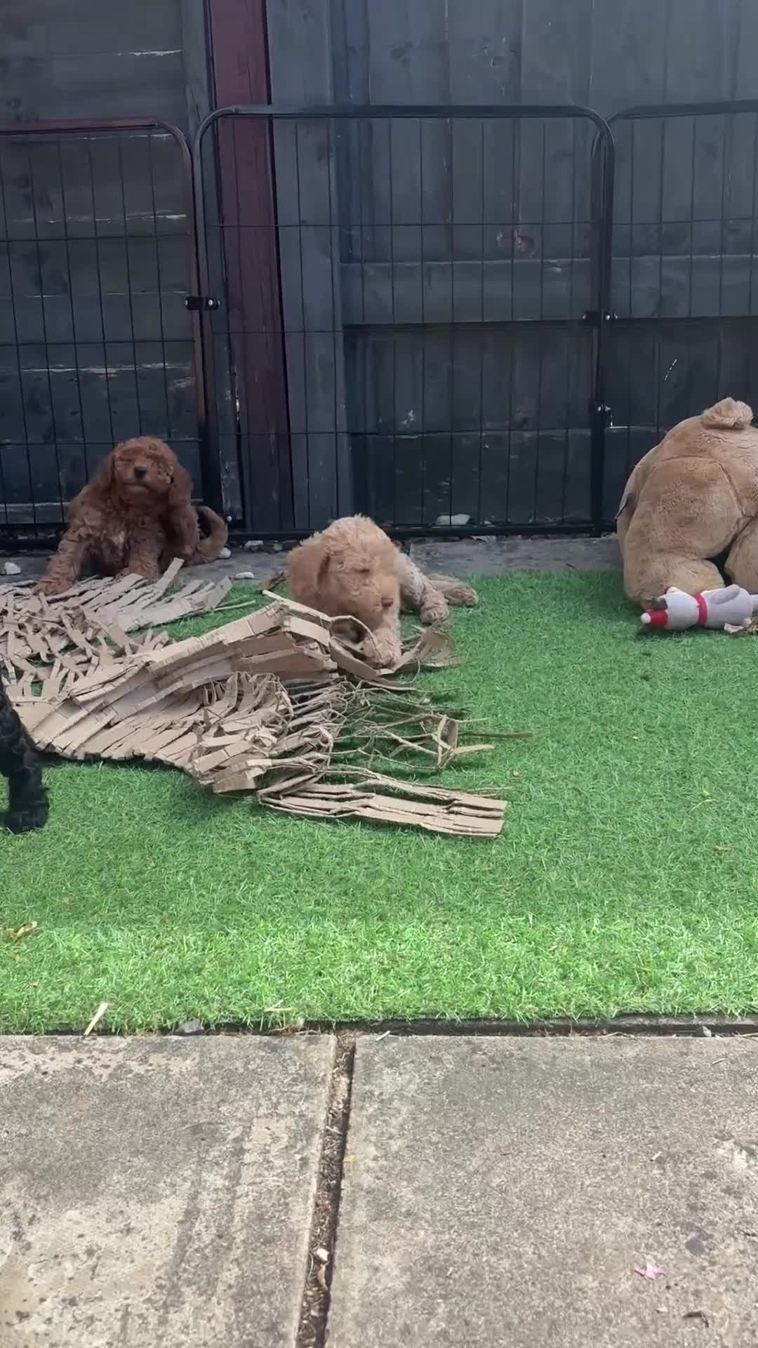 Labradoodle dogs for sale: Miniature labradoodle x toy poodle  - Video 1