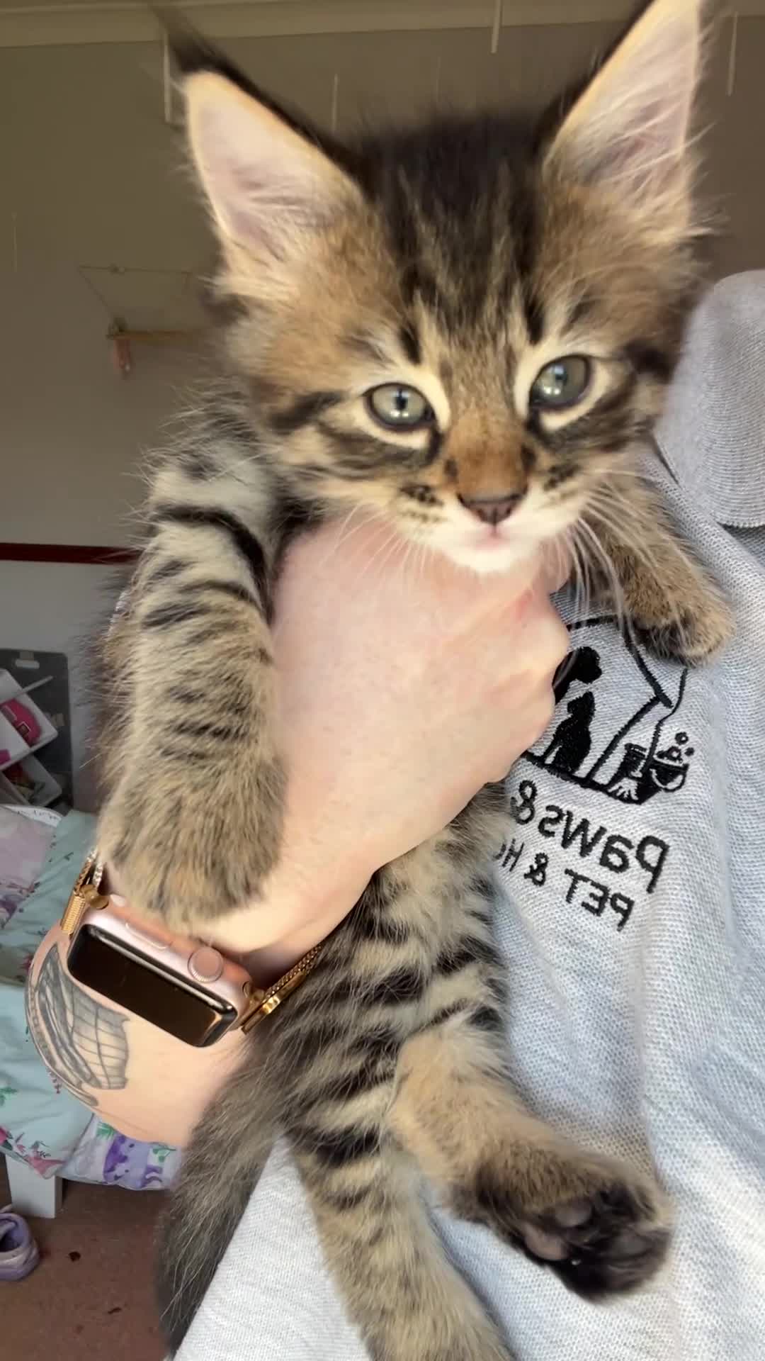 Mixed Breed cats for sale: bengal/tabby X Maine coone kittens  in Brighton - Video 3