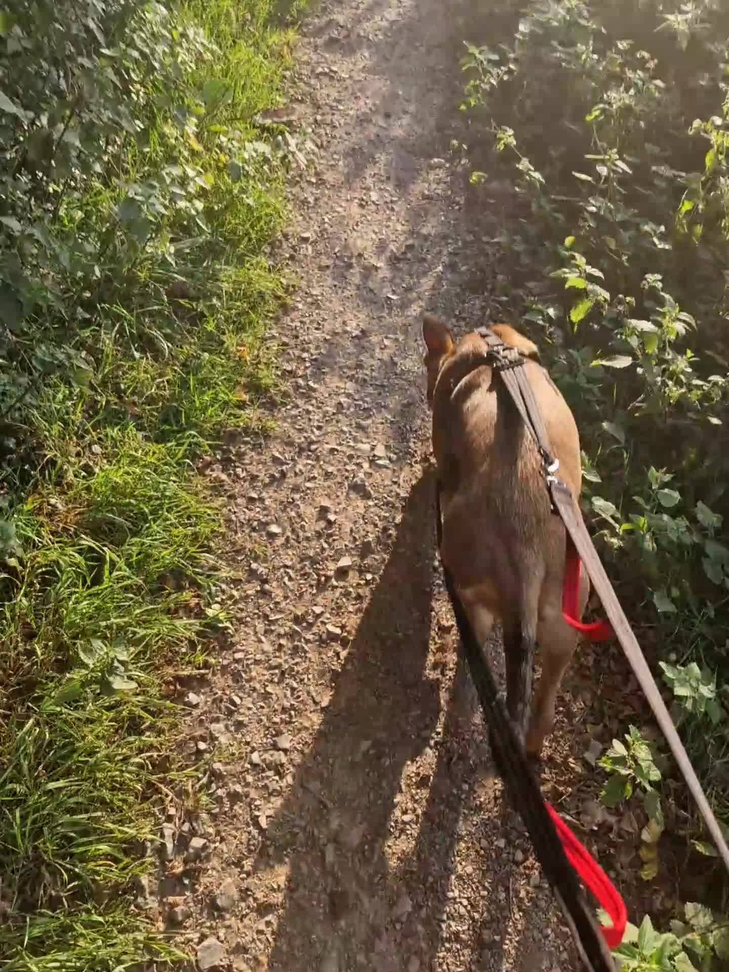 Mixed Breed dogs for sale: Nova (please read everything in description!!) - Video 1