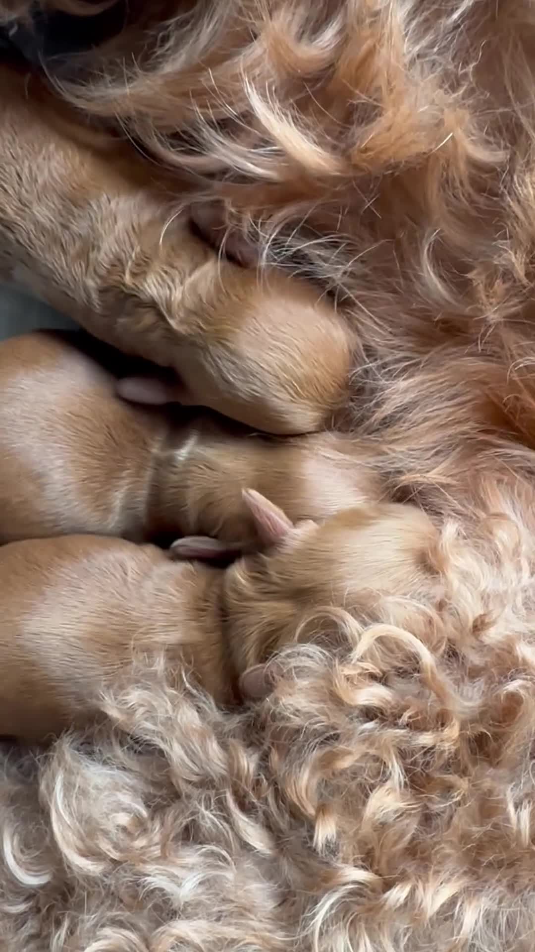 Cockapoo dogs for sale: 2 left Fox Red Stunning F2 Cockapoo  - Video 2