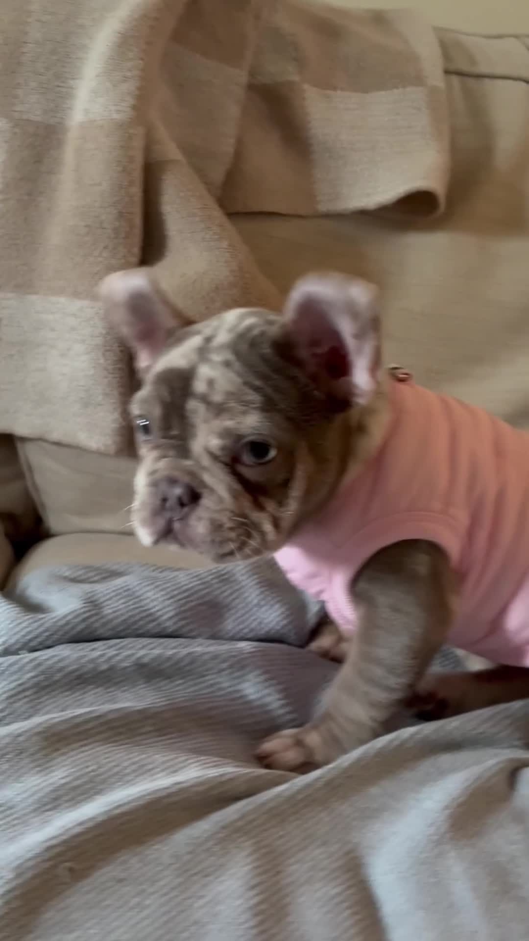 French Bulldog dogs for sale: Beautiful KC Registered Merle French Bulldog  - Video 1