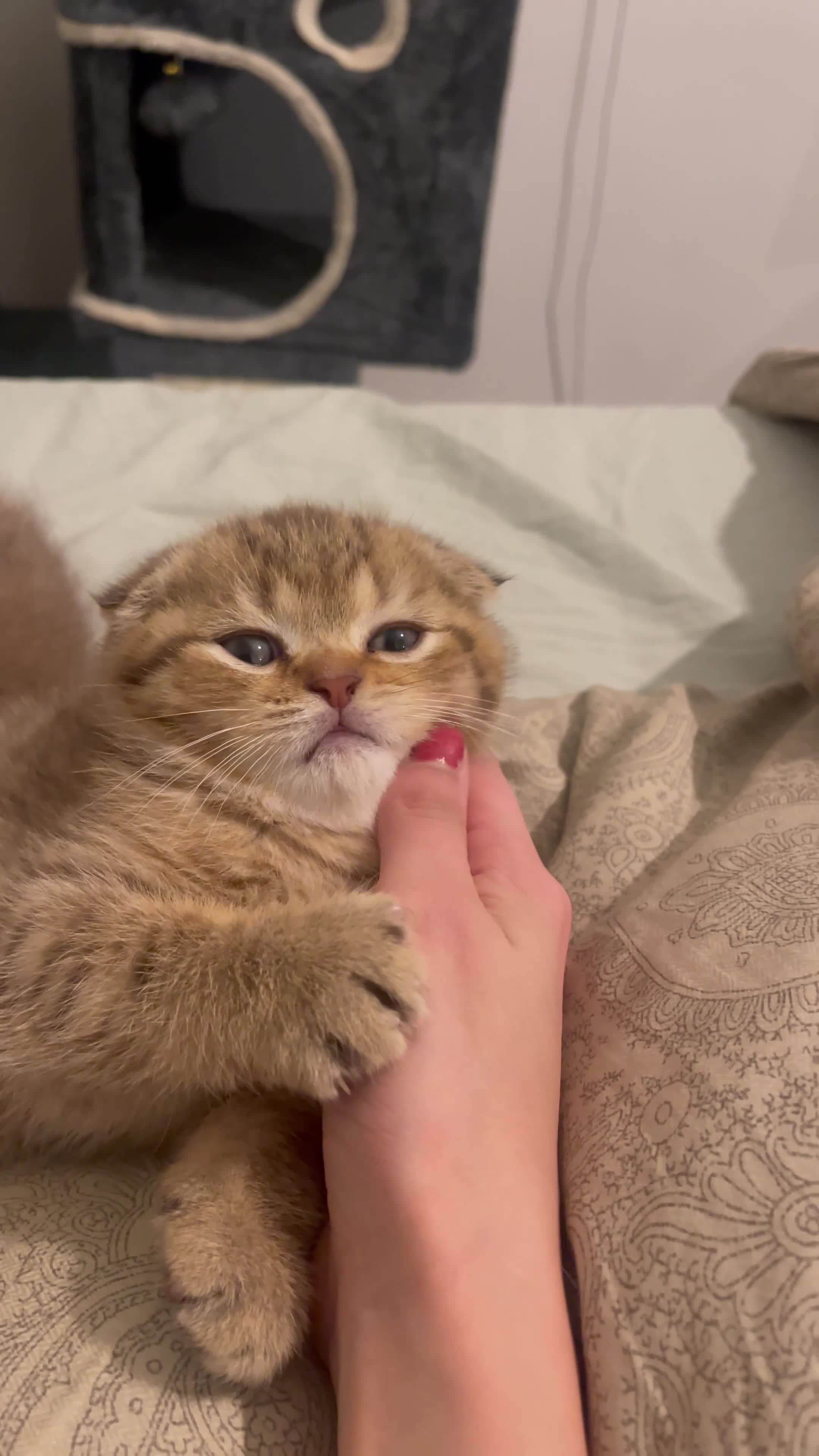 Scottish Fold cats for sale: Scottish Fold Boy  - Video 1