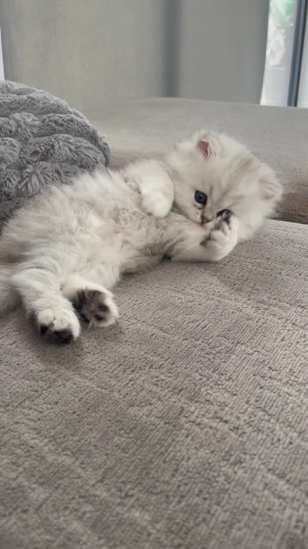 Persian cats for sale: Persian Kittens white and silver  - Video 1