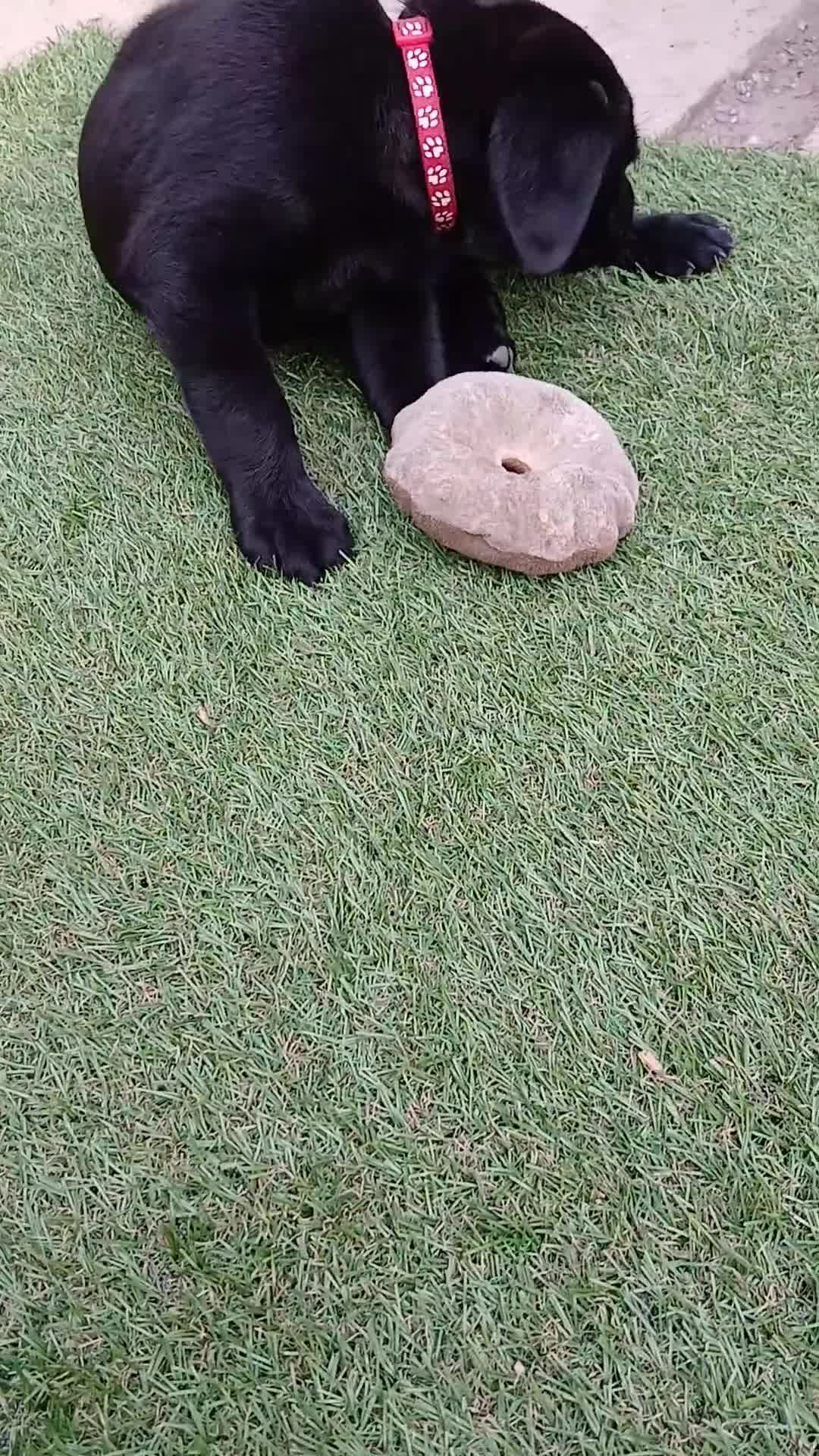 Labrador Retriever dogs for sale: **REDUCED** LAST GIRL PUPPY** - Video 1