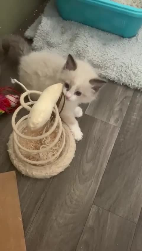 Ragdoll cats for sale: ❗️Charming Pure Ragdoll Kittens waiting love ❤️❗️ - Video 4