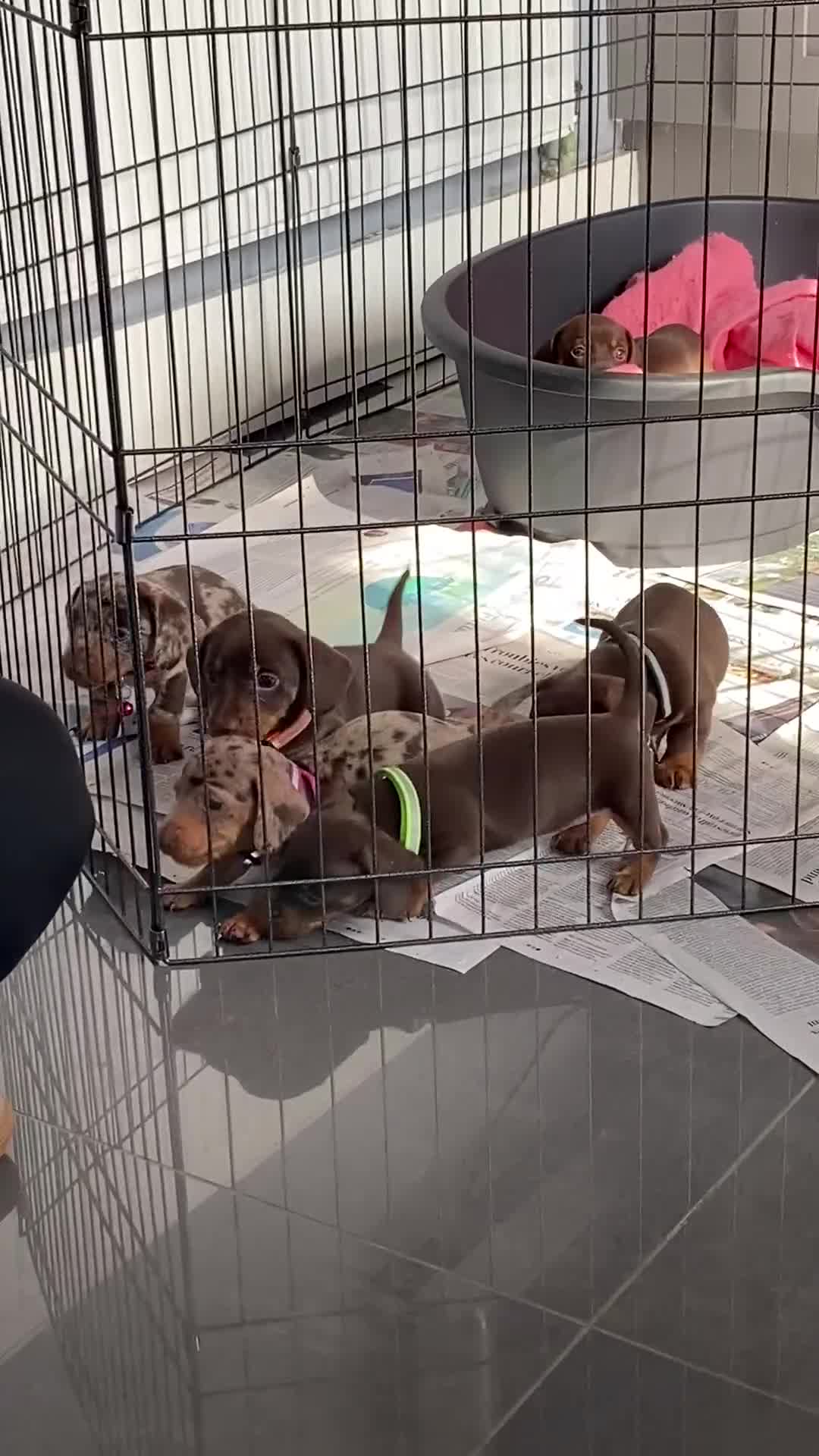 Dachshund dogs for sale: 2 beautiful boys left! - Video 1