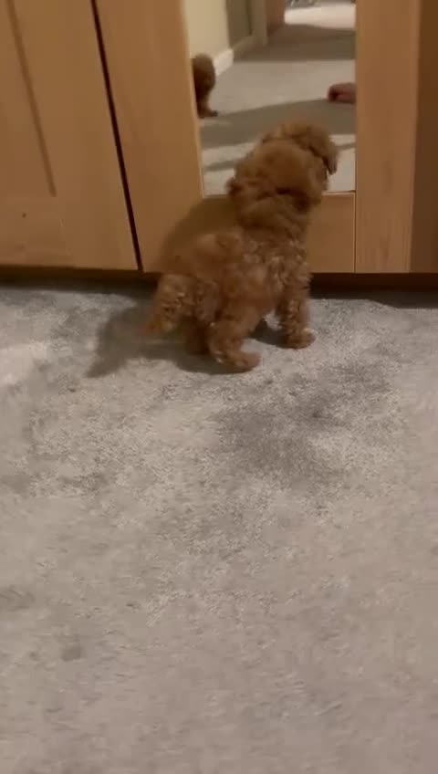 Toy Poodle dogs for sale: Toy Poodle - Video 1