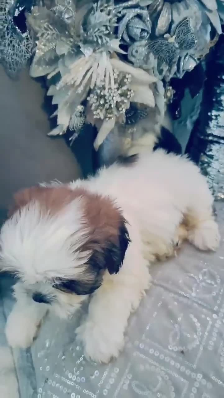 Shih Tzu dogs for sale: 🐶✨ Beautiful Shih Tzu Puppies for Sale! ✨🐶 - Video 1