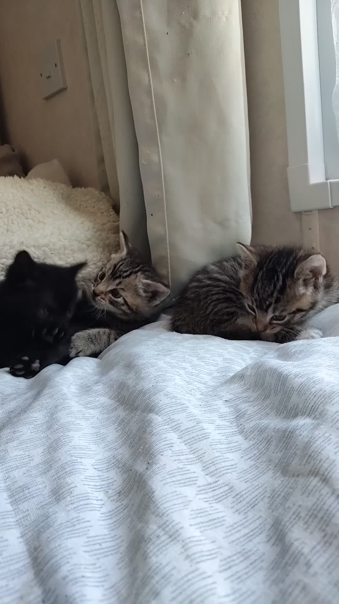 Mixed Breed cats for sale: 2 kittens left! Beautiful Mixed-Breed Kittens  in Faversham - Video 1