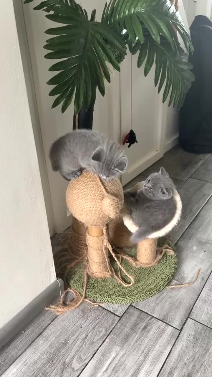 British Shorthair cats for sale: 3 fluffy kittens  - Video 1