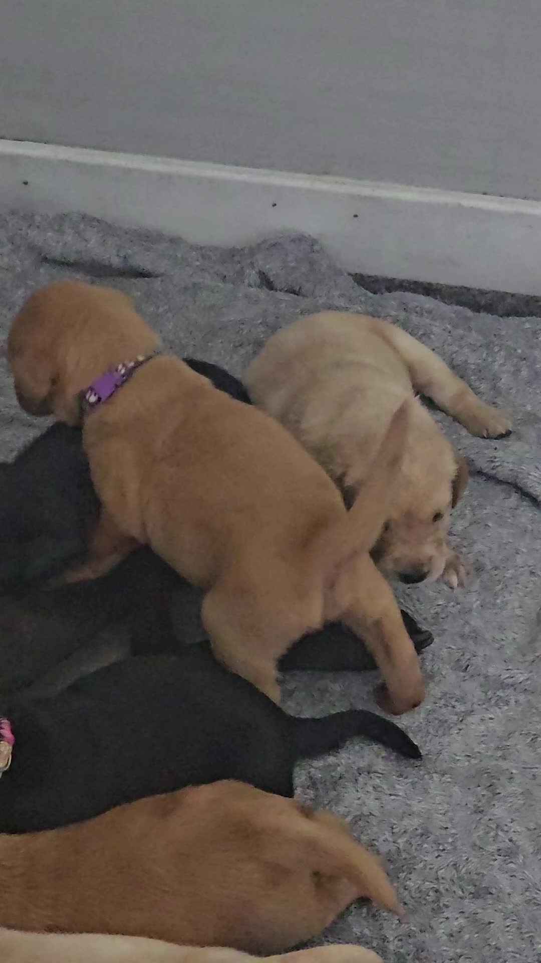 Labrador Retriever dogs for sale: Stunning Labrador Puppies 🥰 - Video 1