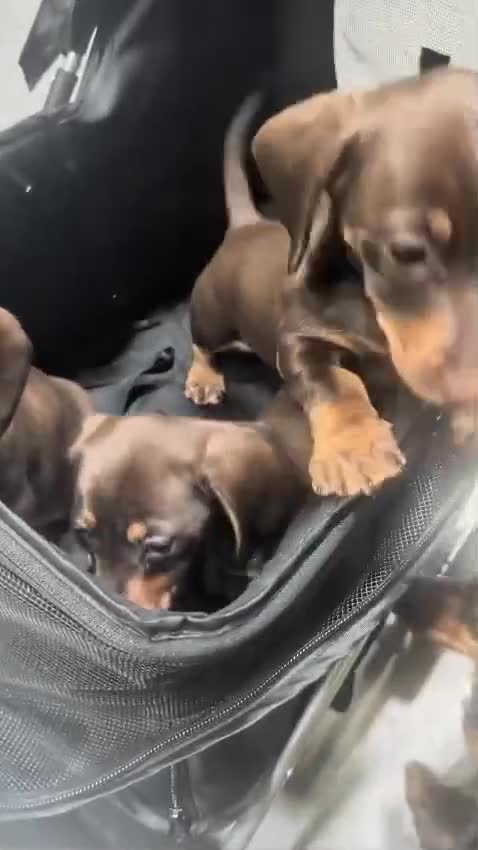 Miniature Dachshund dogs for sale: 3 x Miniature Dachshund Puppies in Gravesend - Video 2