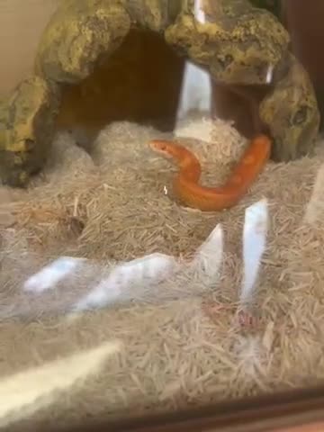 Corn Snake reptiles for sale: Albino corn snake  in Mansfield - Video 1